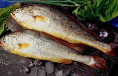 黃花魚(yú)是海魚(yú)嗎？選購黃花魚(yú)要注意哪些？