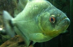 虎魚(yú)和龍魚(yú)怎么混養