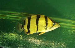 虎魚(yú)和什么魚(yú)混養，虎魚(yú)混養注意事項