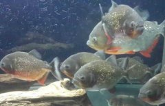 紅腹水虎魚(yú)吃什么，紅腹水虎魚(yú)怎么養？