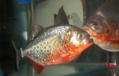 水虎魚(yú)怎么養，水虎魚(yú)的養殖方法
