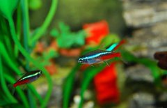 紅綠燈魚(yú)吃什么食物？紅綠燈魚(yú)怎么養殖好