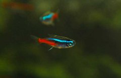霓虹燈魚(yú)怎么養？霓虹燈魚(yú)形態(tài)特征