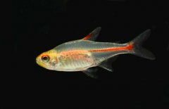 燈魚(yú)和什么魚(yú)混養
