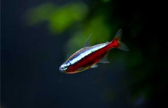 寶蓮燈魚(yú)怎么養？寶蓮燈魚(yú)形態(tài)特征
