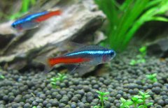 紅綠燈魚(yú)怎么養，紅綠燈魚(yú)的仔魚(yú)如何管理