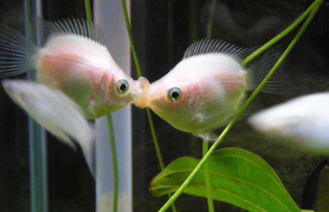 接吻魚(yú)的生活習性有哪些