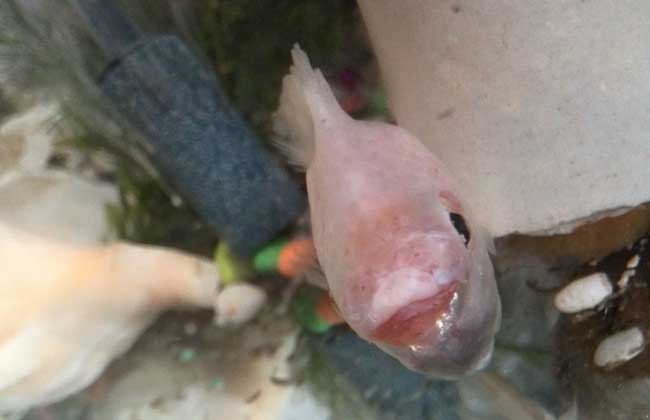 接吻魚(yú)能長(cháng)多大