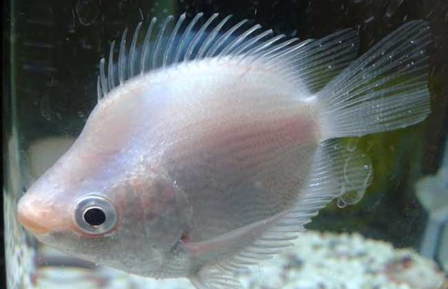 接吻魚(yú)怎么養才好