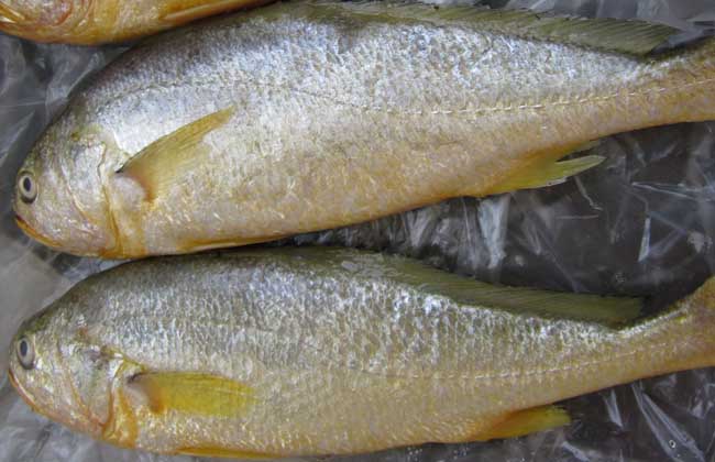 黃花魚(yú)養殖