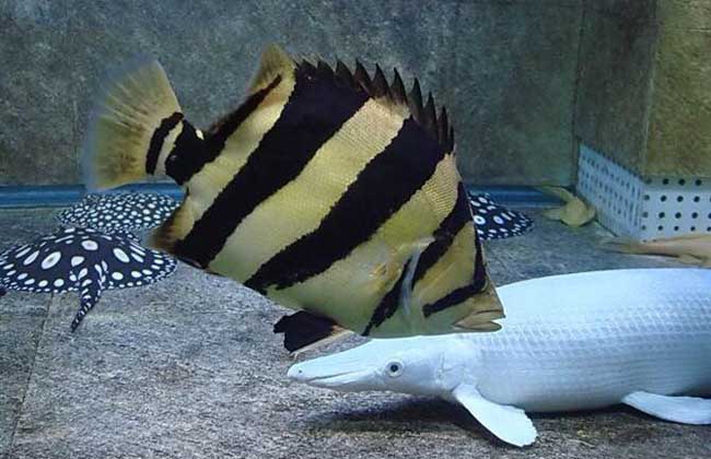 泰國虎魚(yú)怎么養