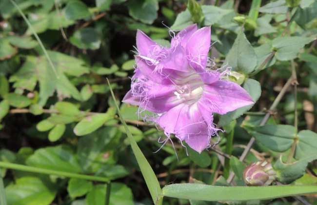 花卉養殖方法
