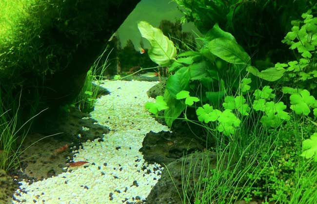 觀(guān)賞魚(yú)飼養方法
