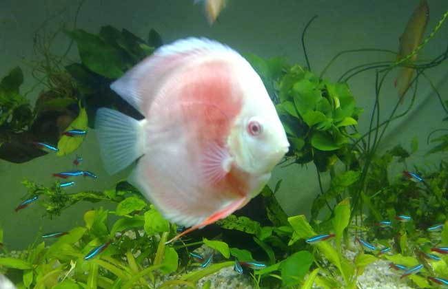 七彩神仙魚(yú)怎么飼養