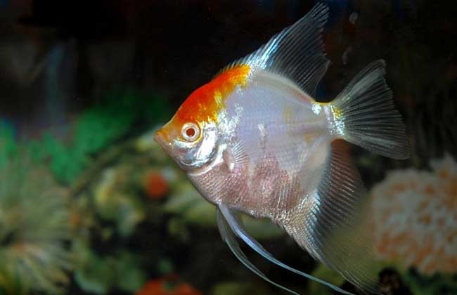 神仙魚(yú)能長(cháng)到多大