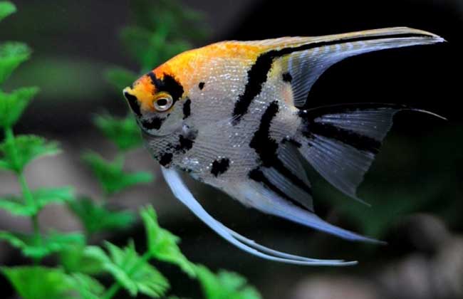 觀(guān)賞魚(yú)的飼養技術(shù)