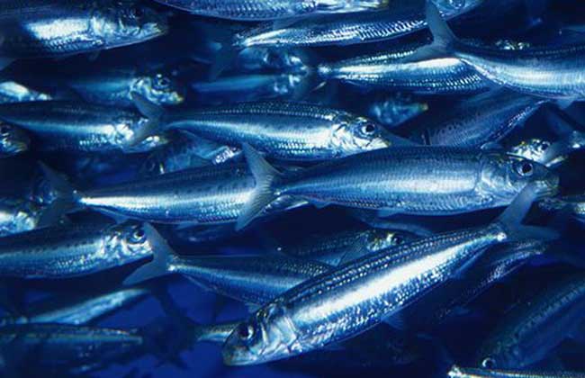 沙丁魚(yú)能人工養殖嗎