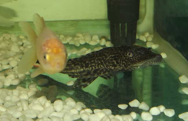 清道夫魚(yú)不宜與其他魚(yú)混養