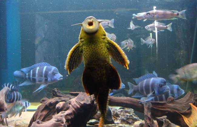 清道夫魚(yú)如何飼養