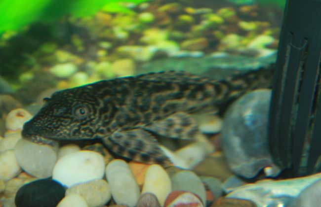 清道夫魚(yú)生命力有多強