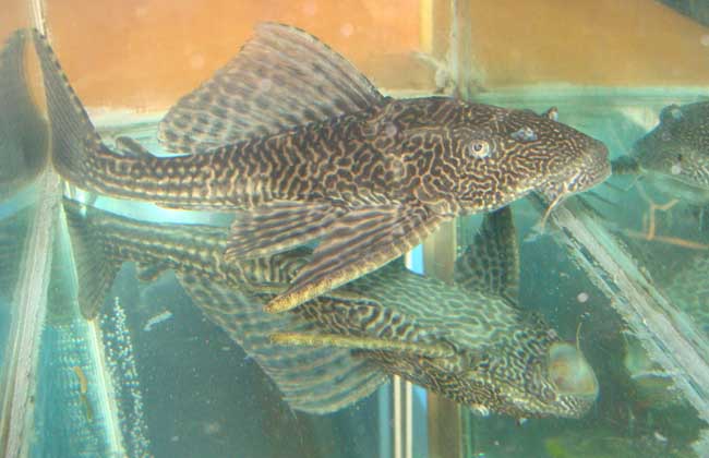 觀(guān)賞魚(yú)養殖