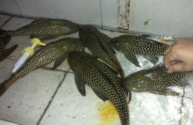 清道夫魚(yú)和什么混養