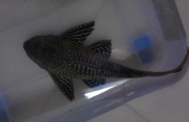 清道夫魚(yú)怎么飼養？