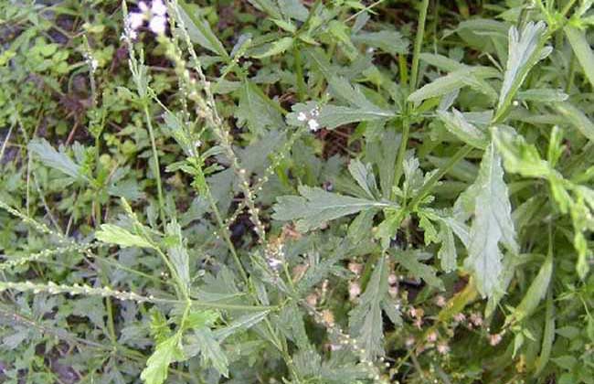 花卉養殖方法