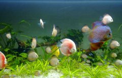 七彩神仙魚(yú)和什么魚(yú)混養？
