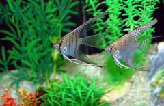 神仙魚(yú)怎么分公母，神仙魚(yú)性別如何鑒別