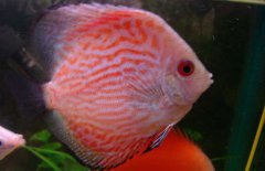 神仙魚(yú)和什么魚(yú)混養好？