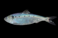 沙丁魚(yú)吃什么食物？沙丁魚(yú)產(chǎn)自什么地方？