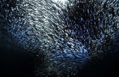 沙丁魚(yú)是深海魚(yú)嗎，常見(jiàn)深海魚(yú)有哪些？
