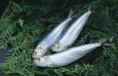 沙丁魚(yú)是什么魚(yú)，沙丁魚(yú)產(chǎn)地哪里？