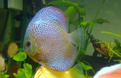 七彩神仙魚(yú)混養什么魚(yú)好 七彩神仙魚(yú)怎么養？