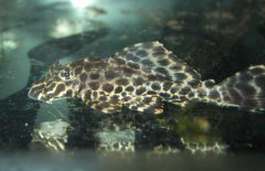 清道夫能和金魚(yú)混養嗎?清道夫魚(yú)能和什么魚(yú)混養