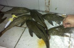 清道夫魚(yú)和什么混養？