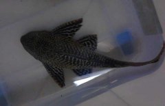清道夫魚(yú)怎么飼養？