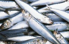 沙丁魚(yú)是什么魚(yú) 沙丁魚(yú)的營(yíng)養價(jià)值