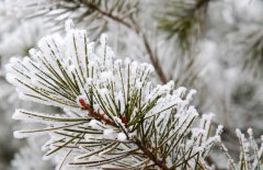 雪松和云杉的區別你知道嗎？