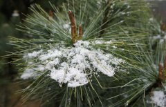 雪松和紅松的區別表現在幾個(gè)方面