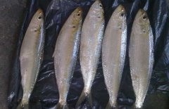 沙丁魚(yú)和金槍魚(yú)的區別