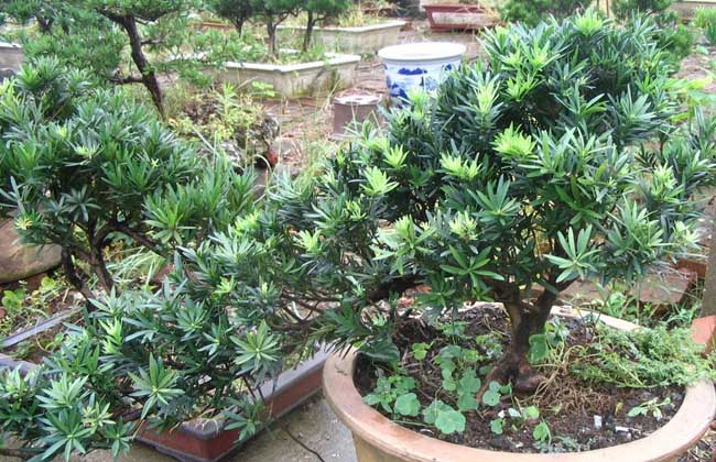 羅漢松的養殖方法