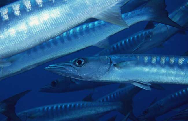 沙丁魚(yú)和秋刀魚(yú)的區別