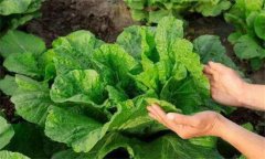 白菜不包心什么原因造成的 如何防治白菜不長(cháng)心
