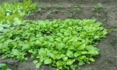 小白菜的苗期有多少天，小白菜長(cháng)蟲(chóng)子怎么辦？