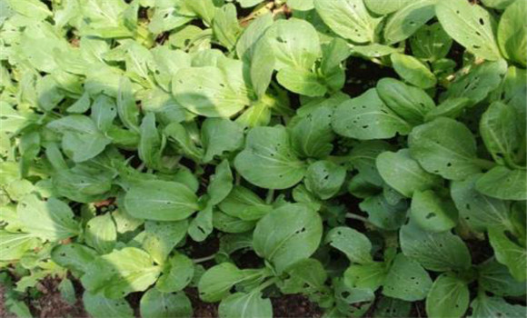 小白菜長(cháng)蟲(chóng)子怎么辦