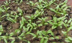 香菜一般在幾月播種，香菜重茬幾年才可以種植