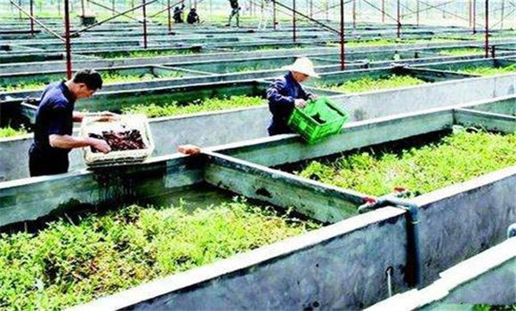 小龍蝦怎么養、需做哪些工作
