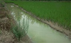 小龍蝦可以和稻田魚(yú)混養嗎 稻田養殖小龍蝦技術(shù)